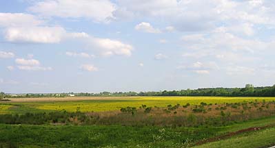 Alabama yellow meadow