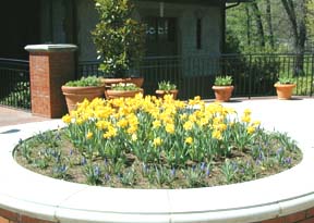 Daffodils at Biltmore 