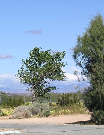 Mojave near Mojave