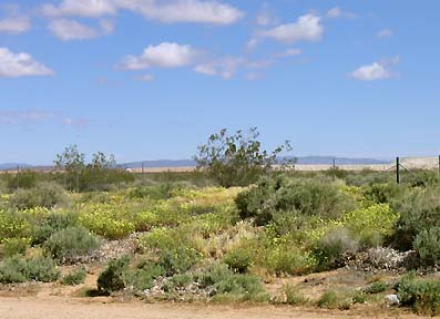 Mojave Desert near Mojave