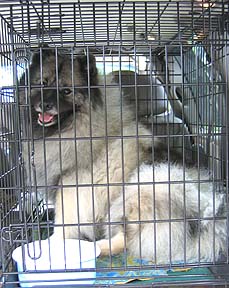 Windy in her crate